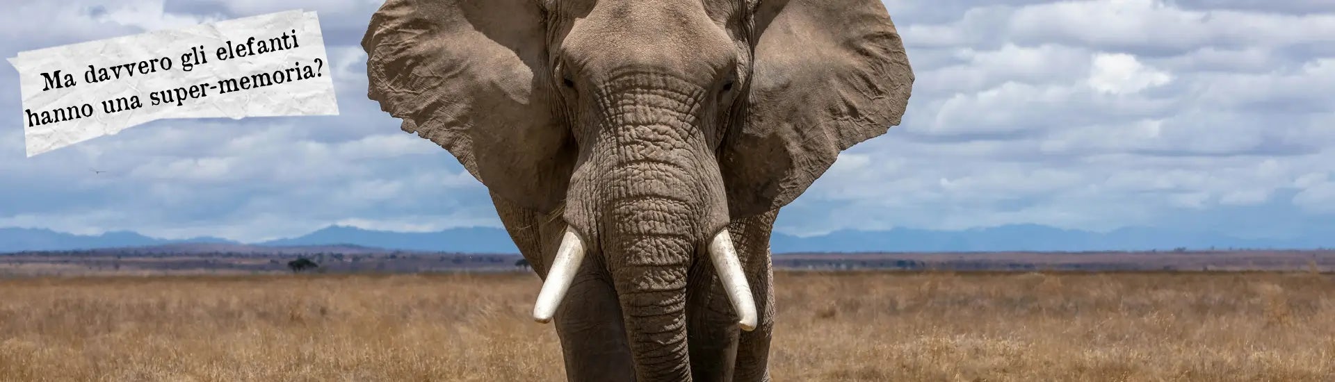 Ma davvero gli elefanti hanno una super memoria larga